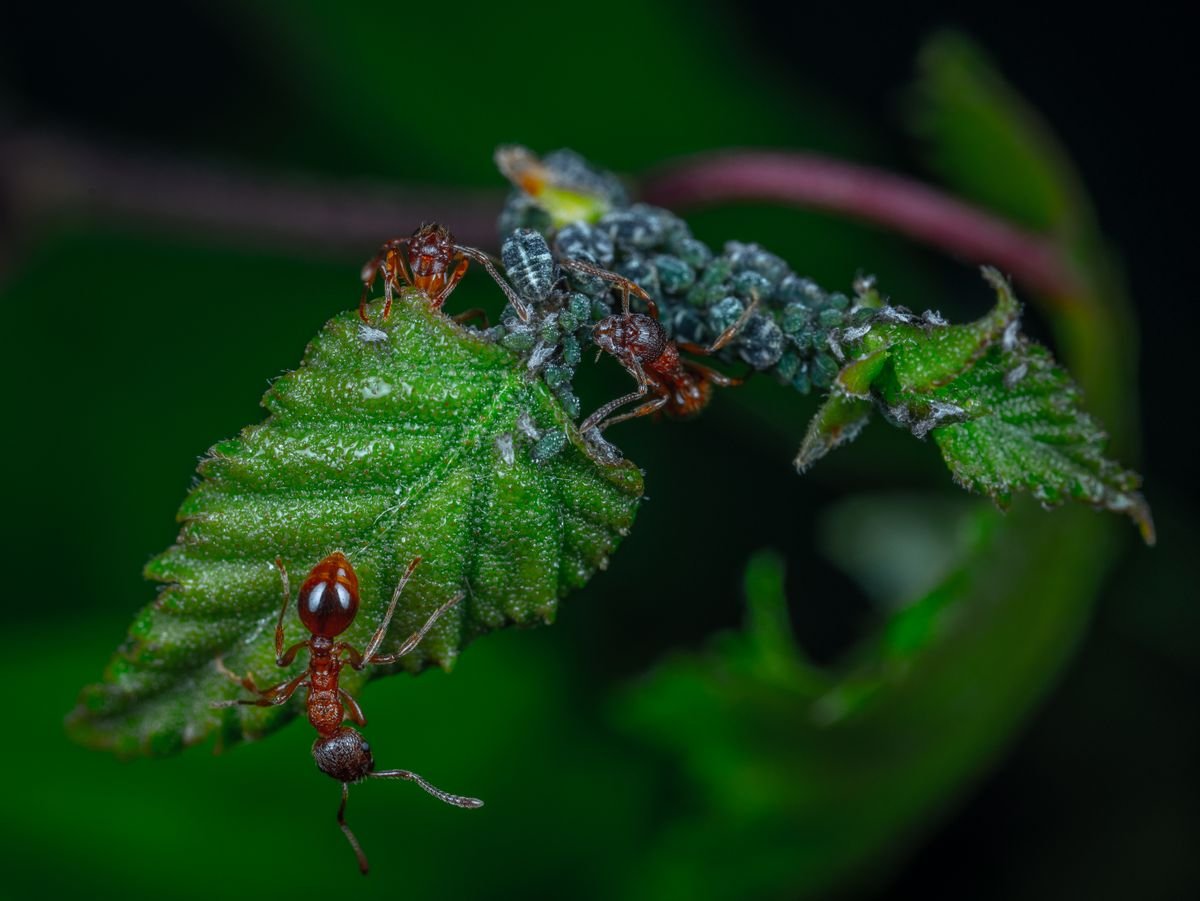 Fourmi et colonie de pucerons sur une feuille verte