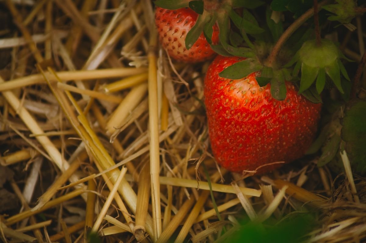 Fraisiers paillés à la paille dans un potager