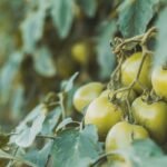 Bouquet de tomates vertes sur le pied dans un potager