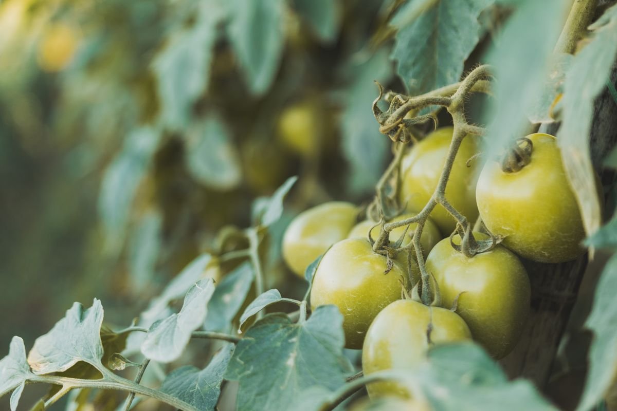 Bouquet de tomates vertes sur le pied dans un potager