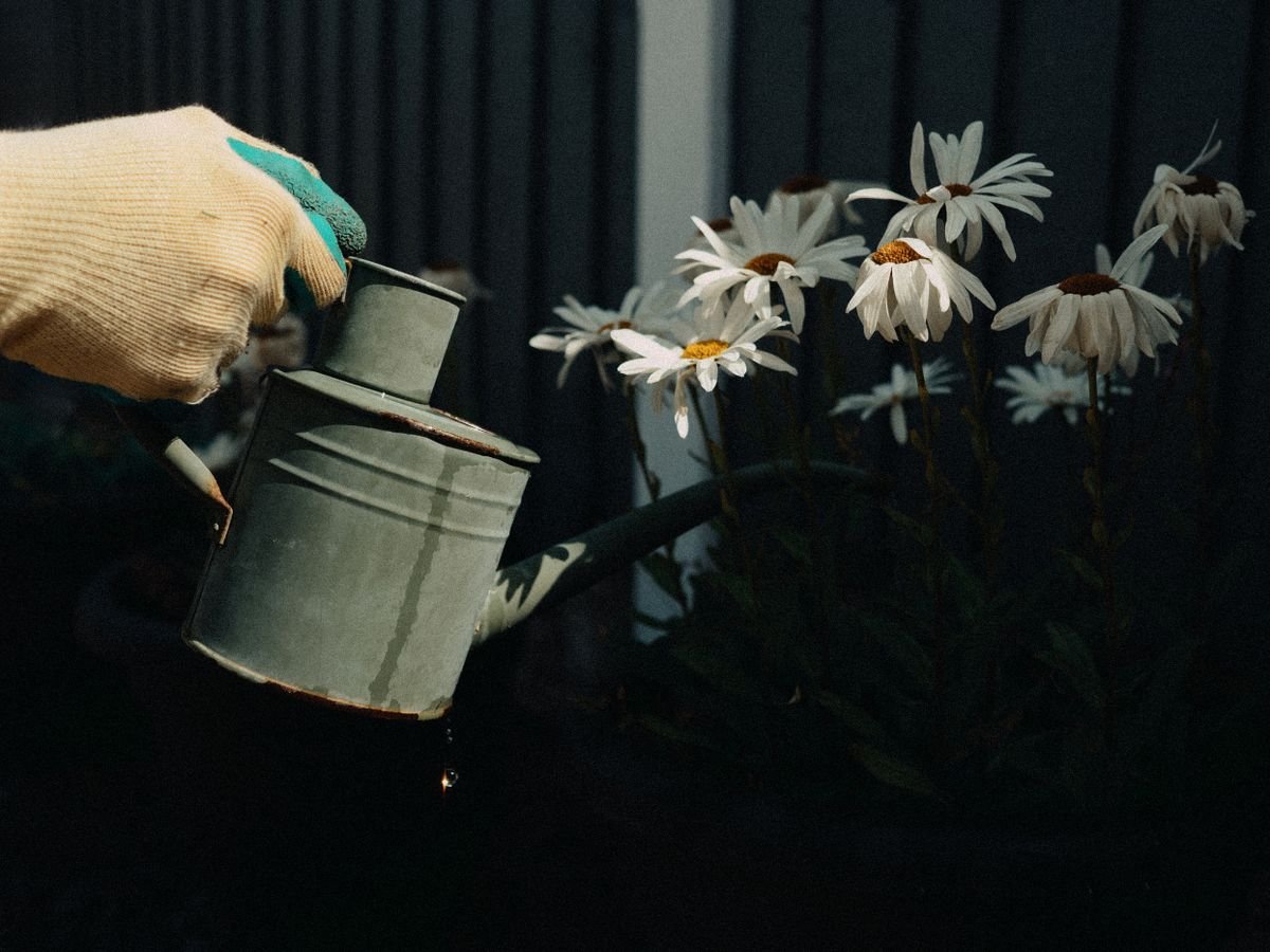 Arrosage de fleurs à l'arrosoir dans un jardin