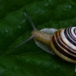 Escargot de jardin sur une feuille verte