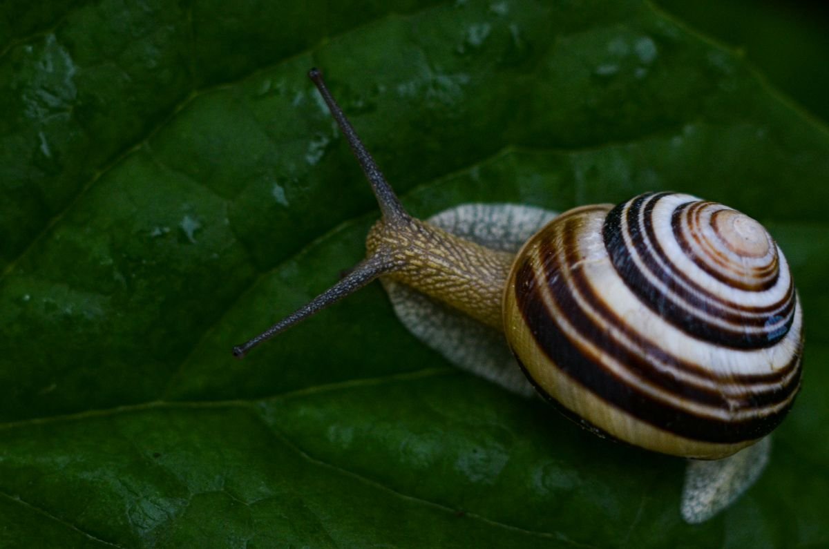 Escargot de jardin sur une feuille verte