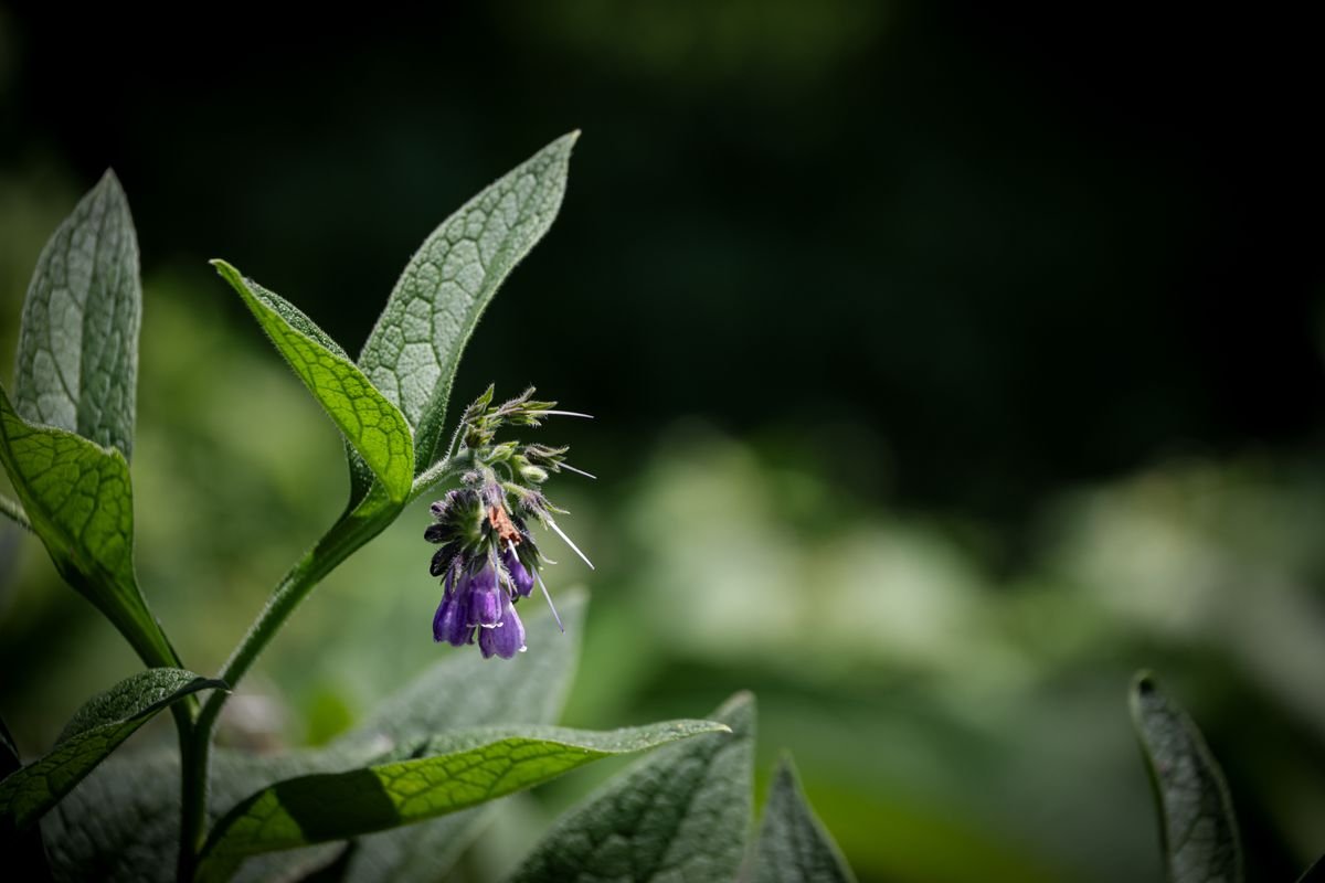 Consoude en fleur dans un jardin en été