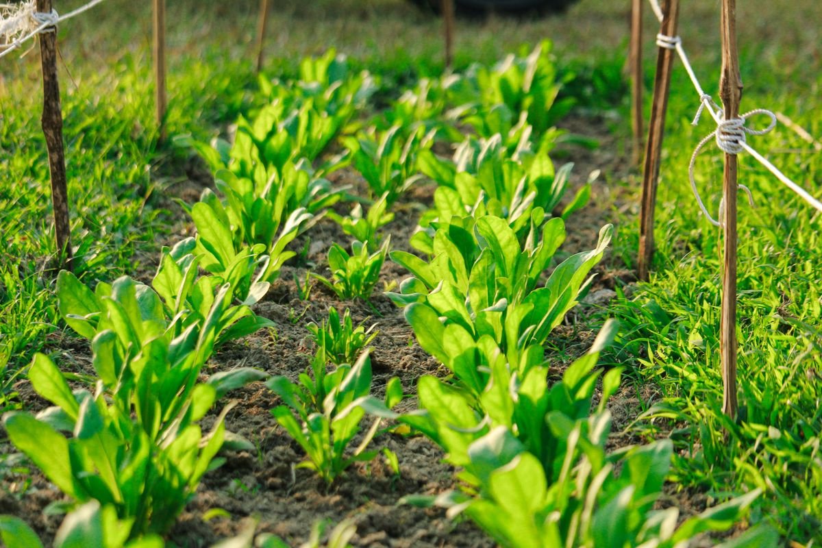 Rangs de salades dans un potager ensoleillé