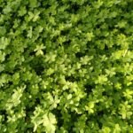 Champ de trèfle vert dense au soleil