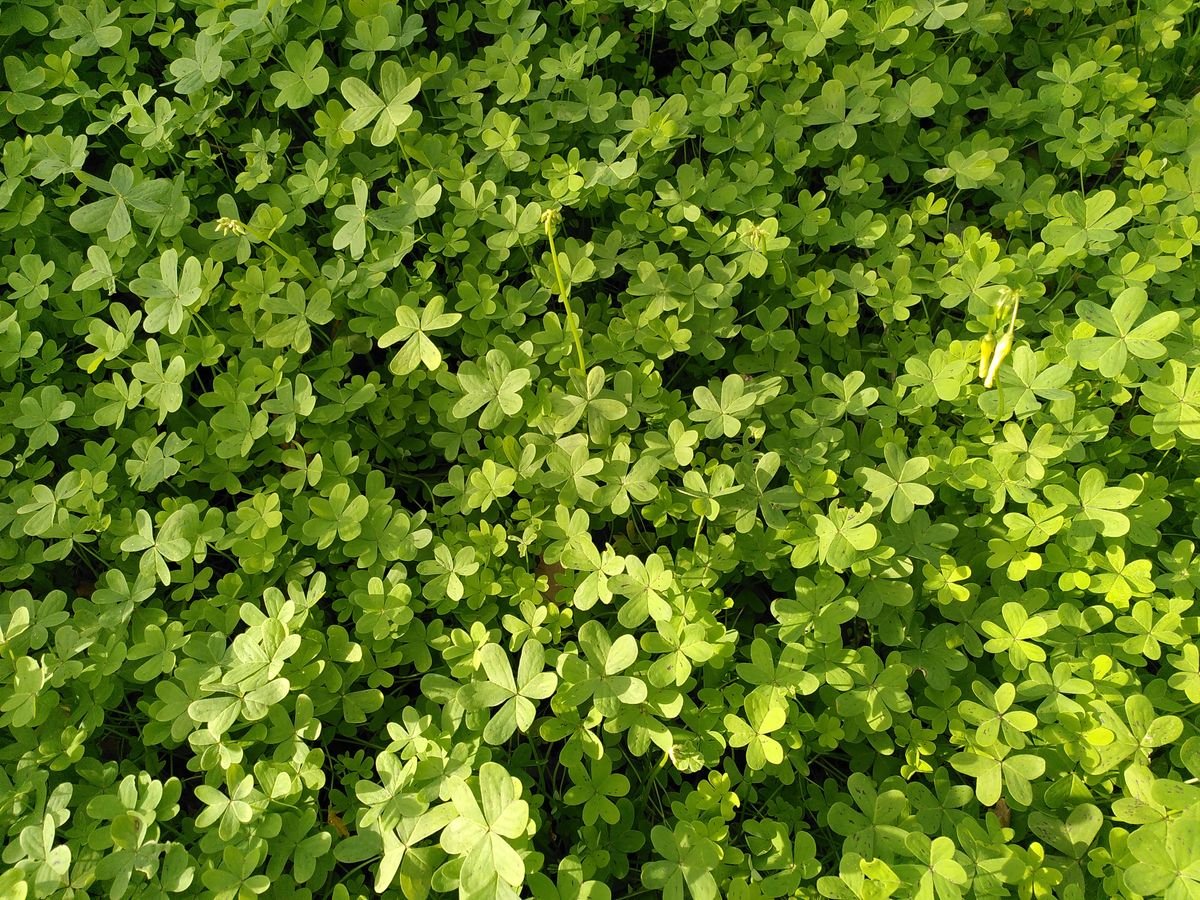 Champ de trèfle vert dense au soleil