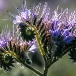 Fleurs violettes de phacélie en pleine floraison