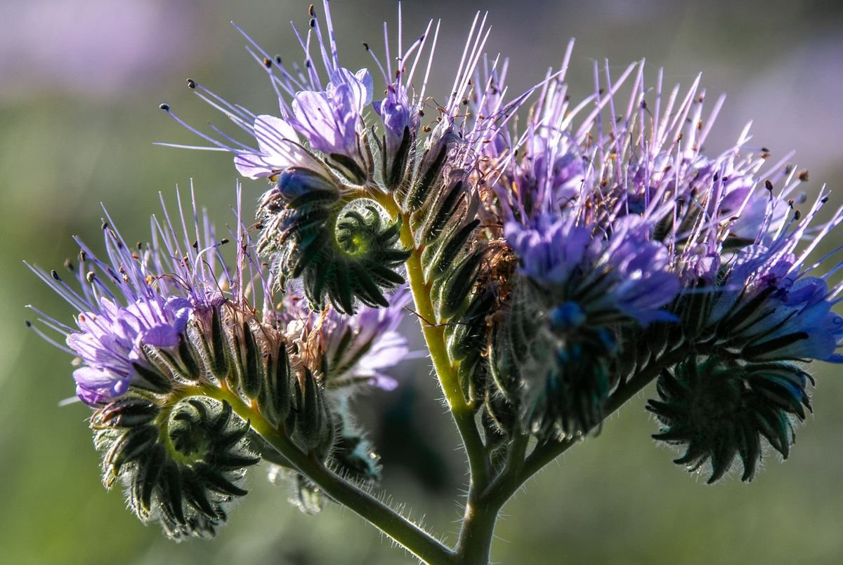 Fleurs violettes de phacélie en pleine floraison