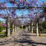 Pergola couverte de grappes de glycine mauve en fleurs