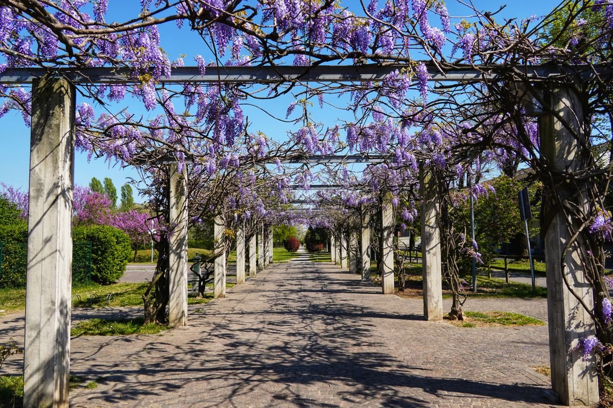 Pergola couverte de grappes de glycine mauve en fleurs
