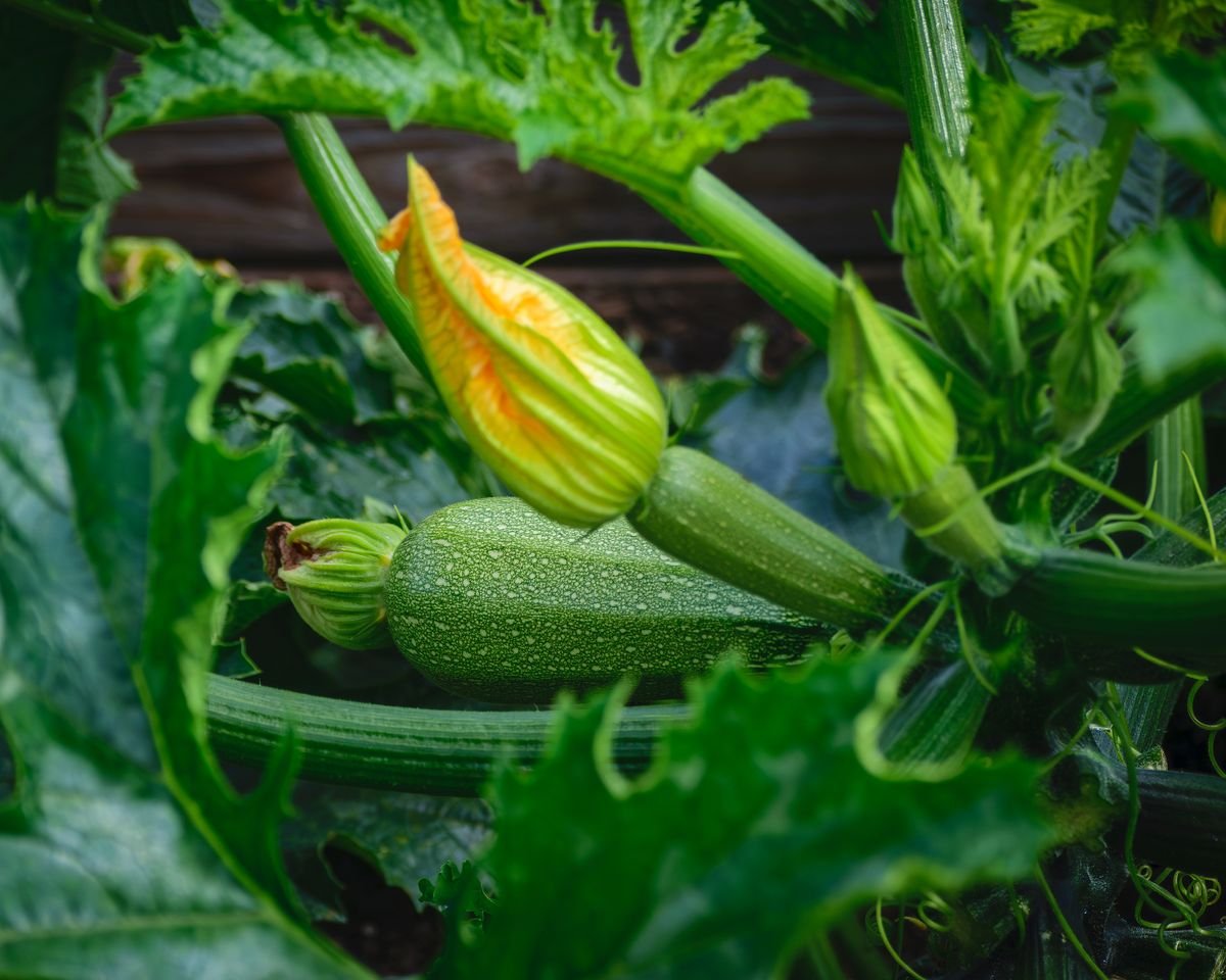 Pied de courgette et son feuillage dans un potager