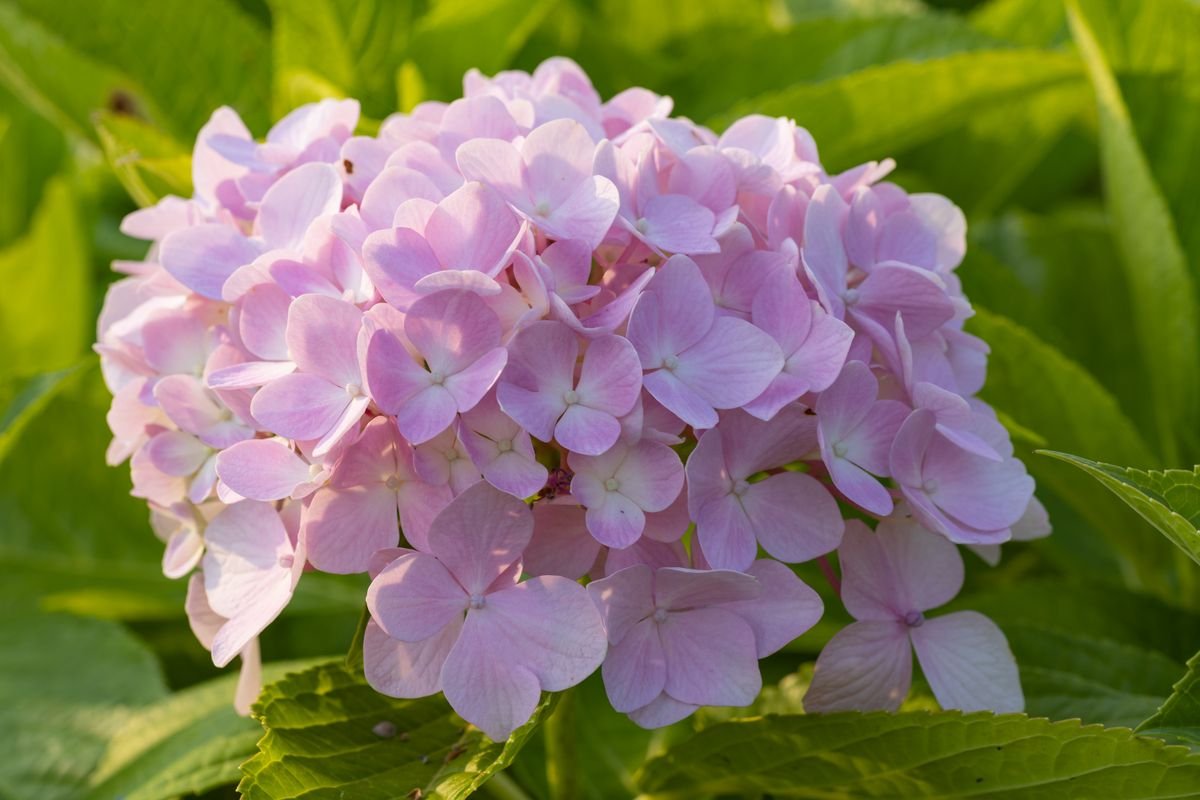 Hortensia rose en pleine floraison éclairé par le soleil