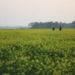 Champ de moutarde en fleurs jaunes en fin de journée