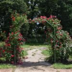 Arche de jardin couverte de rosiers grimpants rouges en fleurs