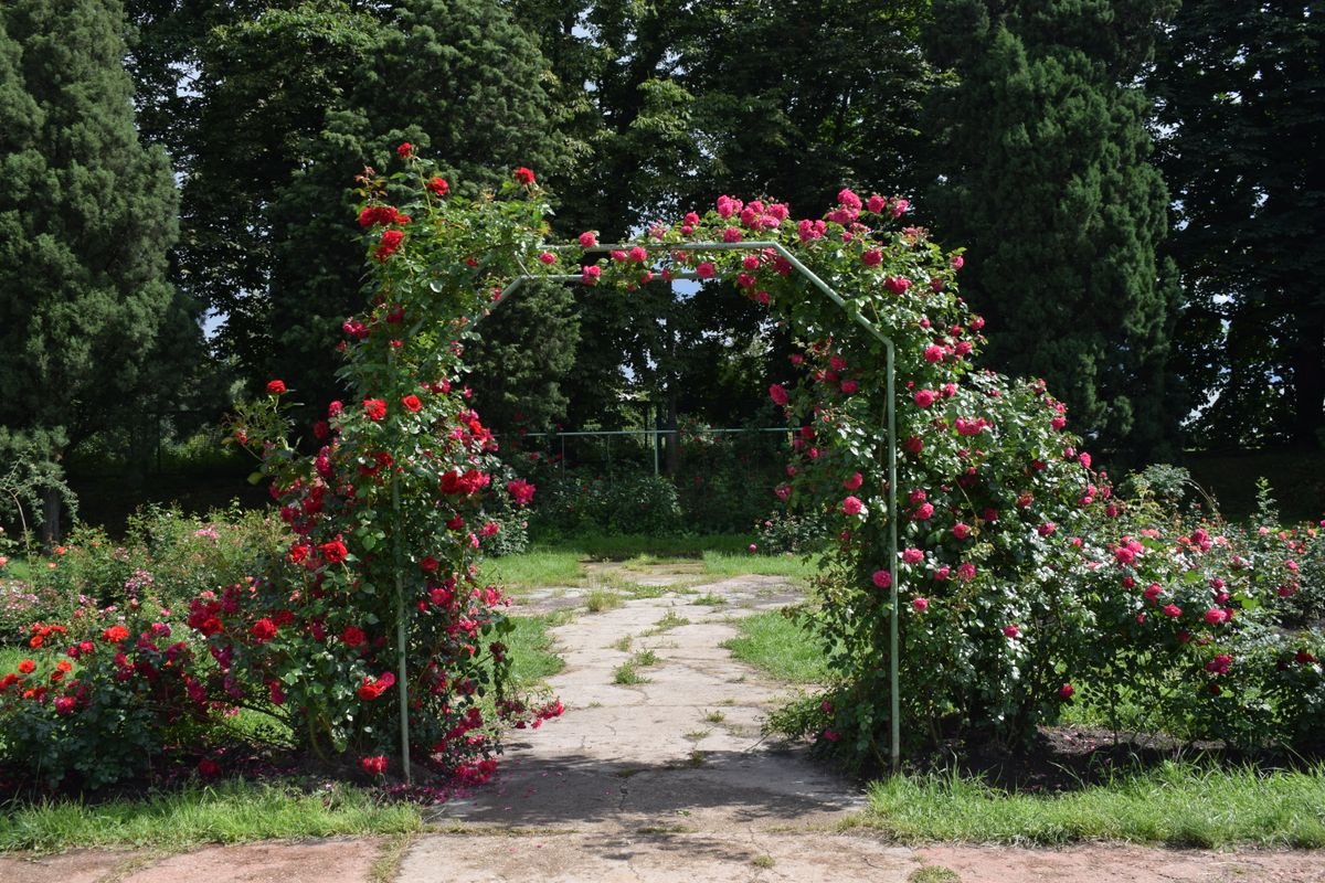 Arche de jardin couverte de rosiers grimpants rouges en fleurs