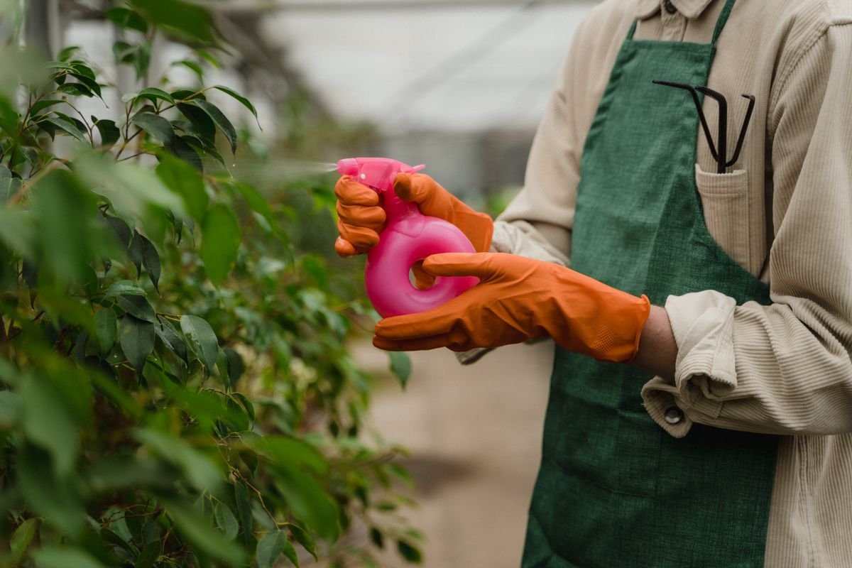 Jardinier ganté pulvérisant une préparation sur des plantes sous serre