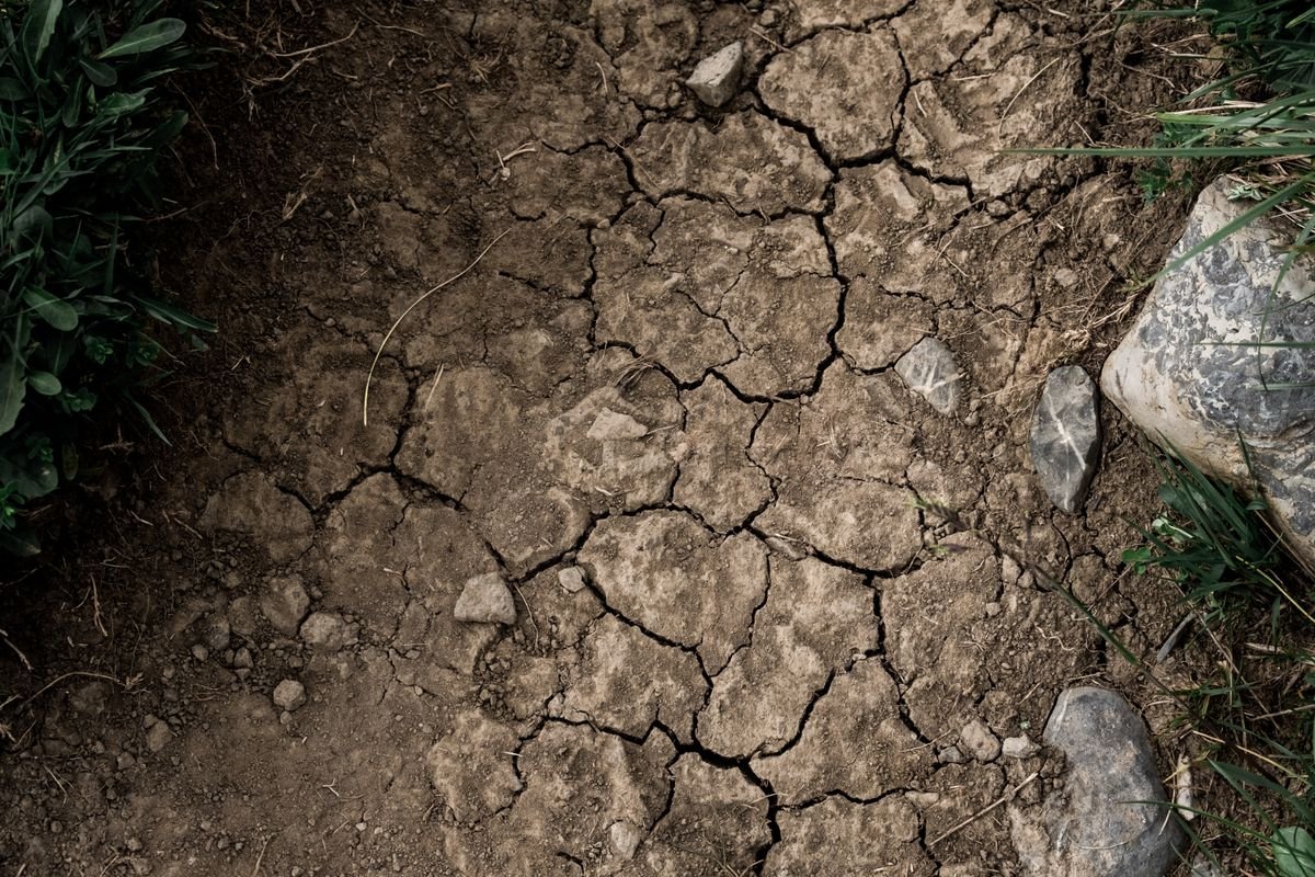 Sol craquelé par la sécheresse avec quelques plantes résistantes