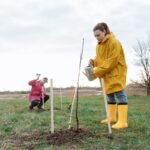 Plantation d'un jeune arbre à deux dans un jardin