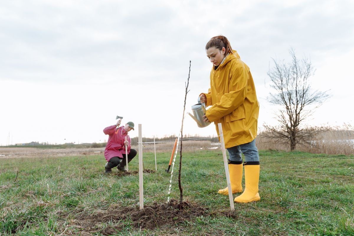 Plantation d'un jeune arbre à deux dans un jardin