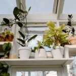 Plantes en pots regroupées dans une véranda lumineuse pour l'hivernage