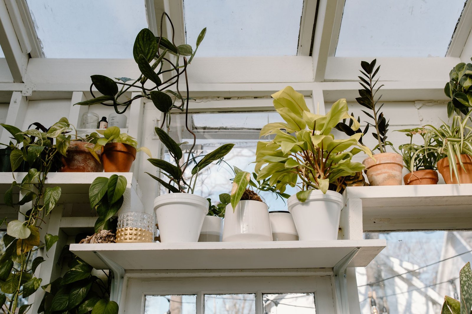 Plantes en pots regroupées dans une véranda lumineuse pour l'hivernage