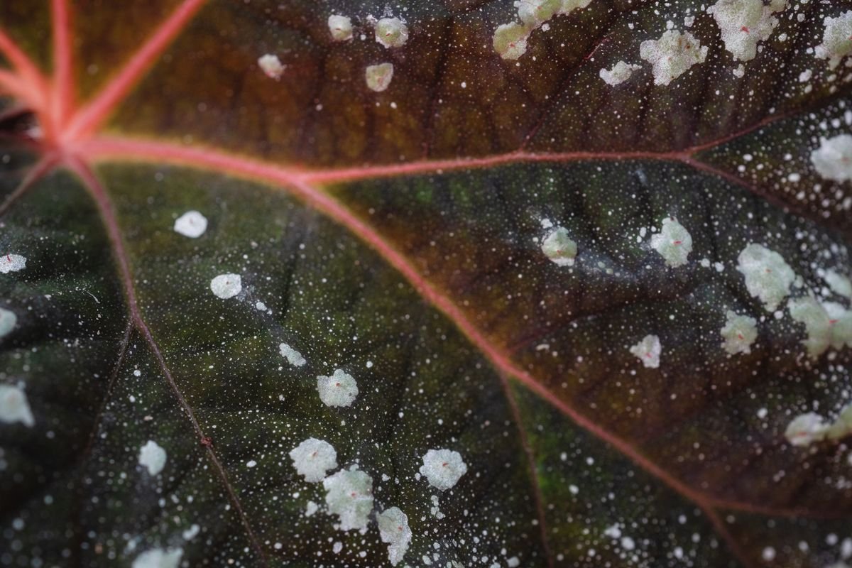 Feuille couverte du feutrage blanc caractéristique de l'oïdium