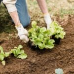 Jardinier repiquant de jeunes plants de salade en pleine terre