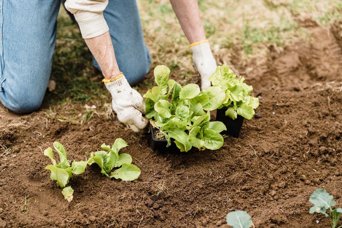 Jardinier repiquant de jeunes plants de salade en pleine terre