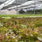 Culture de salades sous filet d'ombrage dans une serre