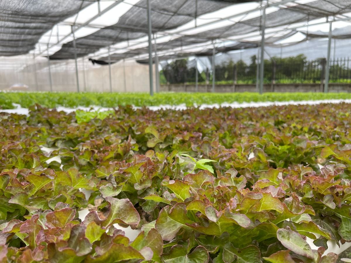 Culture de salades sous filet d'ombrage dans une serre
