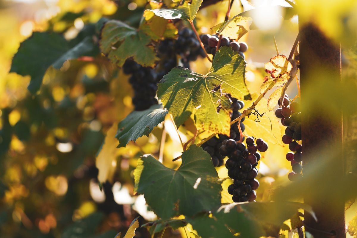 Vigne chargée de raisins et de feuilles vertes en fin d'été