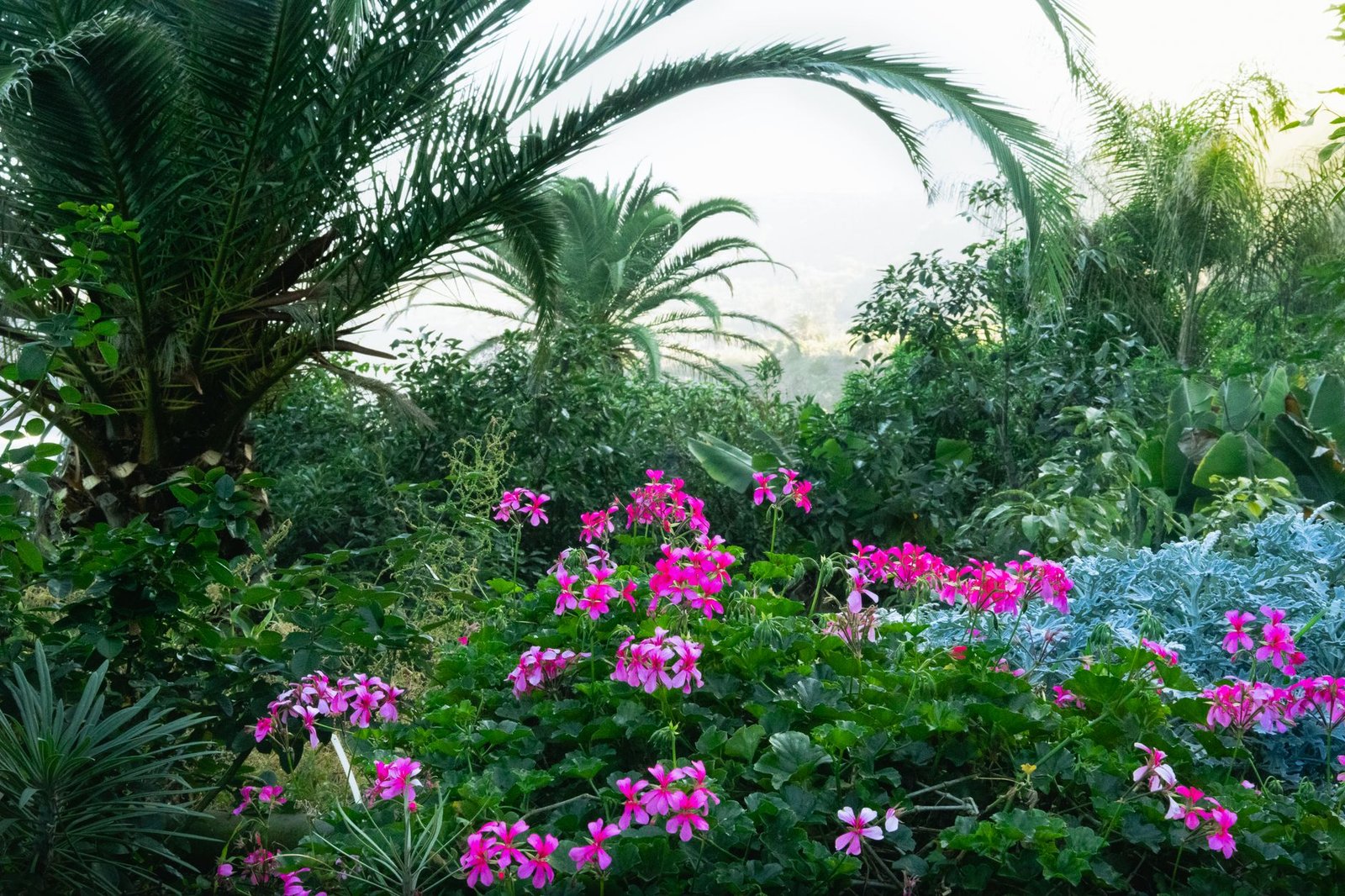 Massif exotique associant palmiers et floraisons roses dans un jardin