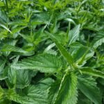 Feuilles d’ortie fraîches, base du purin d’ortie