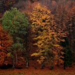 Forêt aux couleurs d automne
