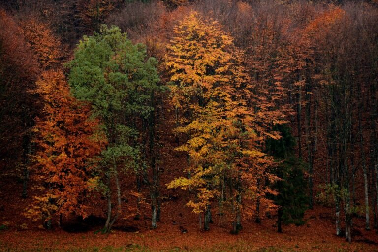 Forêt aux couleurs d automne
