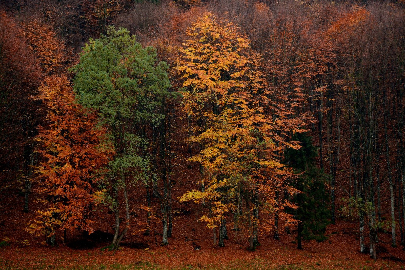 Forêt aux couleurs d automne