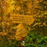 Chemin forestier et panneau de signalisation