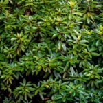 Feuillage dense et vert d’un rhododendron