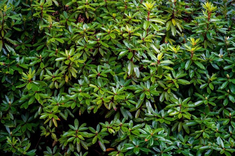 Feuillage dense et vert d’un rhododendron