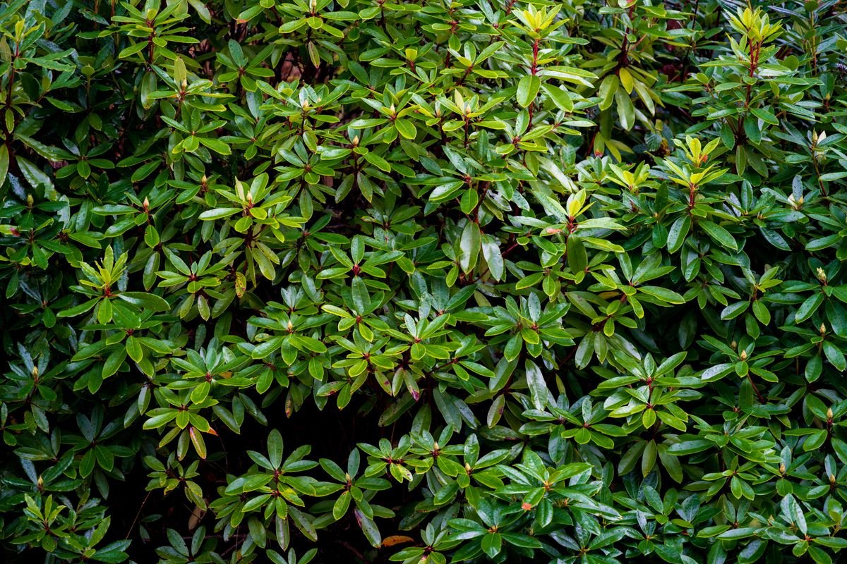 Feuillage dense et vert d’un rhododendron
