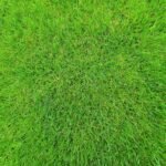 Gros plan sur une pelouse de gazon vert dense