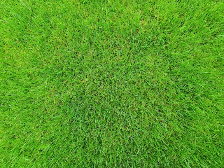 Gros plan sur une pelouse de gazon vert dense