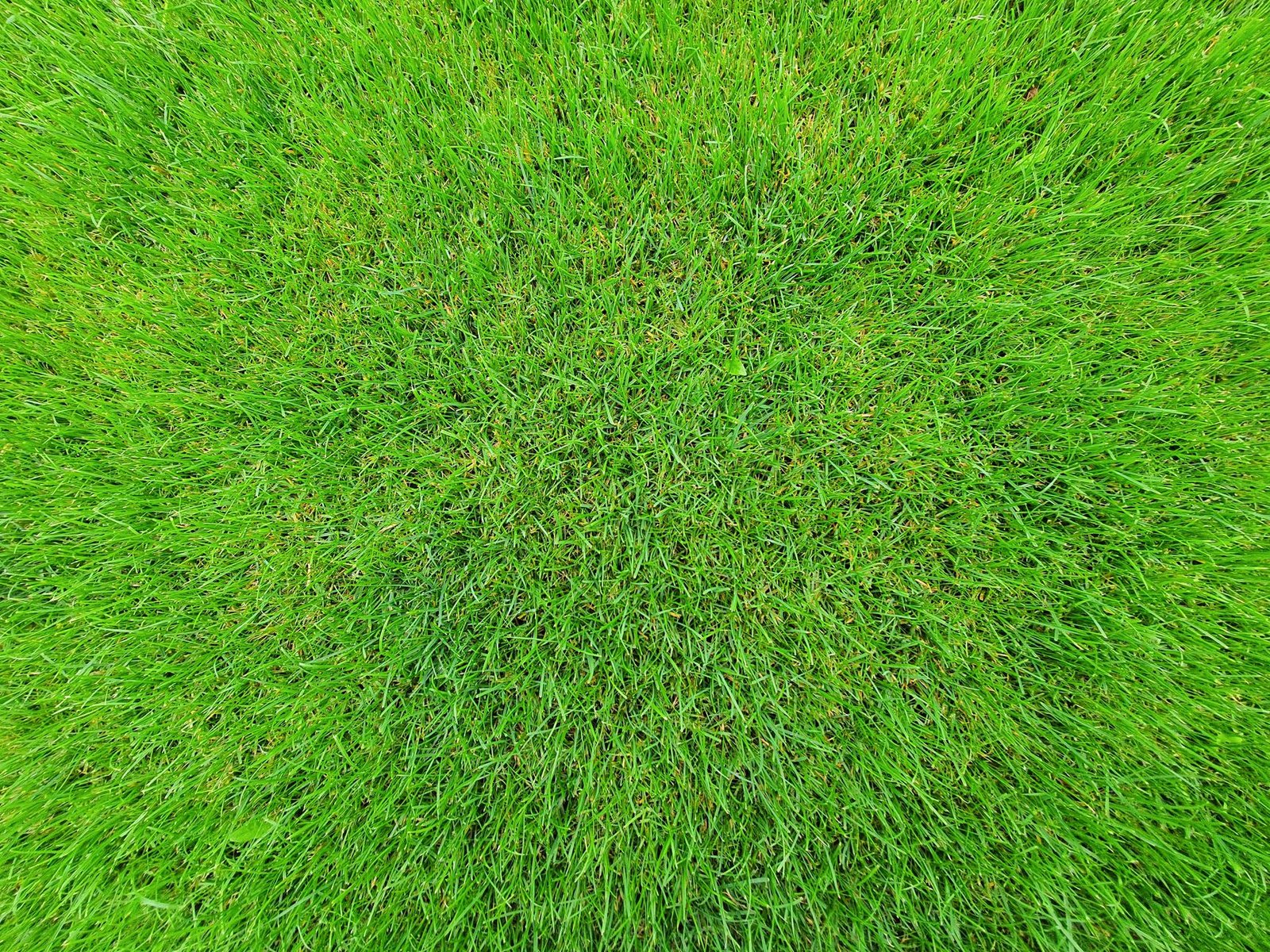 Gros plan sur une pelouse de gazon vert dense