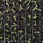 Jeunes plants de légumes en terrines de semis