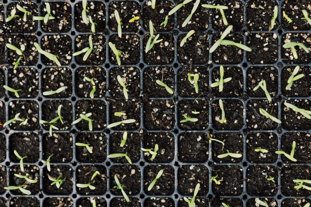 Jeunes plants de légumes en terrines de semis