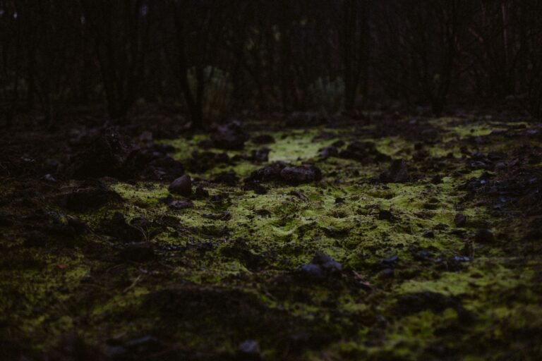 Sous-bois sombre et moussu