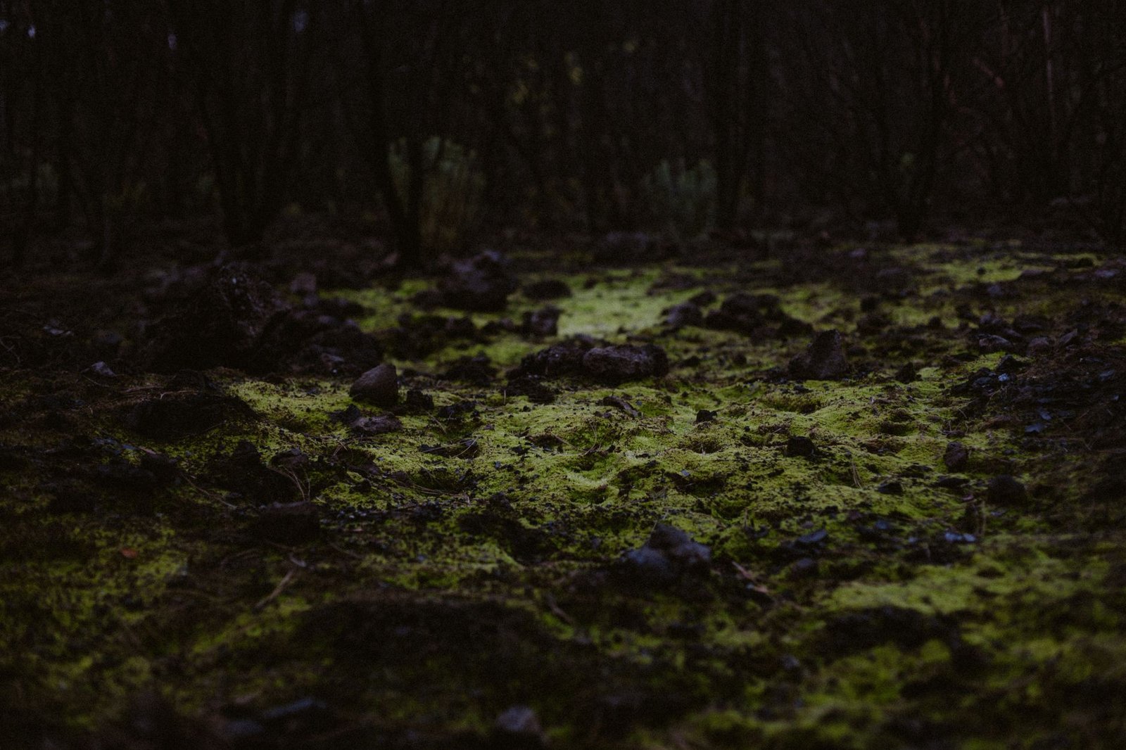 Sous-bois sombre et moussu