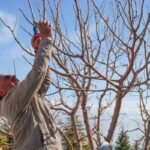 Jardinier taillant un arbre fruitier au verger au printemps