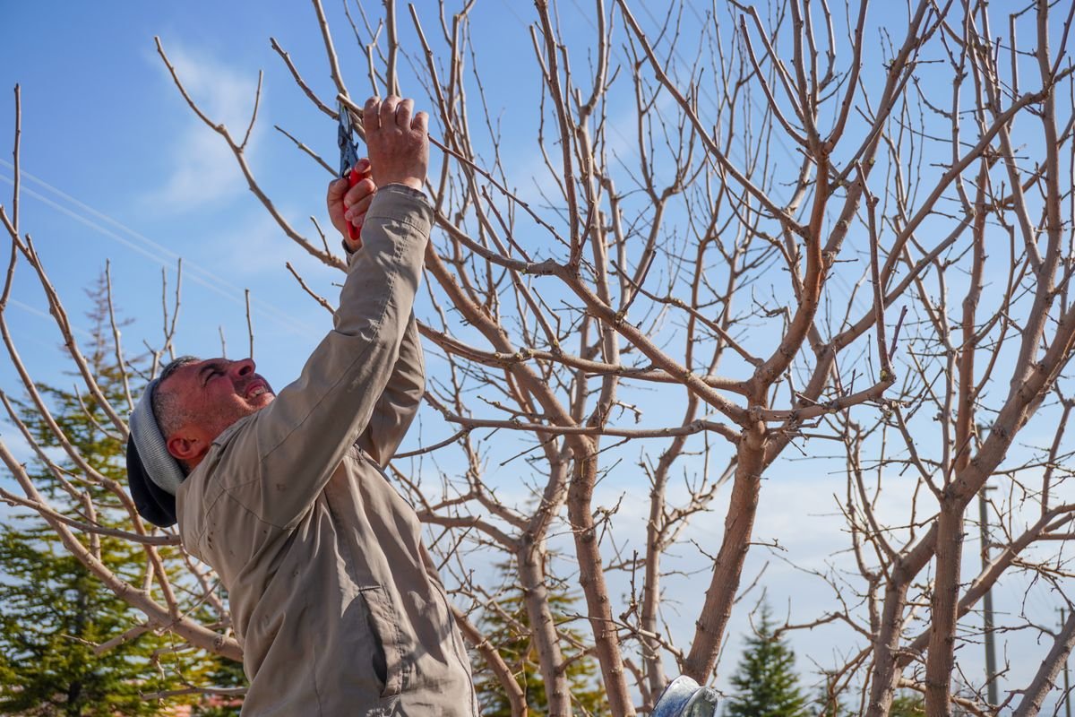 Jardinier taillant un arbre fruitier au verger au printemps